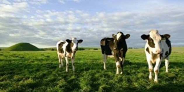 SAP助蒙牛打造“世界牛”